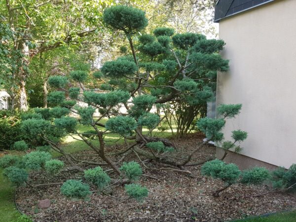 ARBRE ENTRETIEN 600X450 | Passion Nature Plus & Services Entretien de jardin pour particuliers à Rouffach et Ribeauvillé Cernay 2