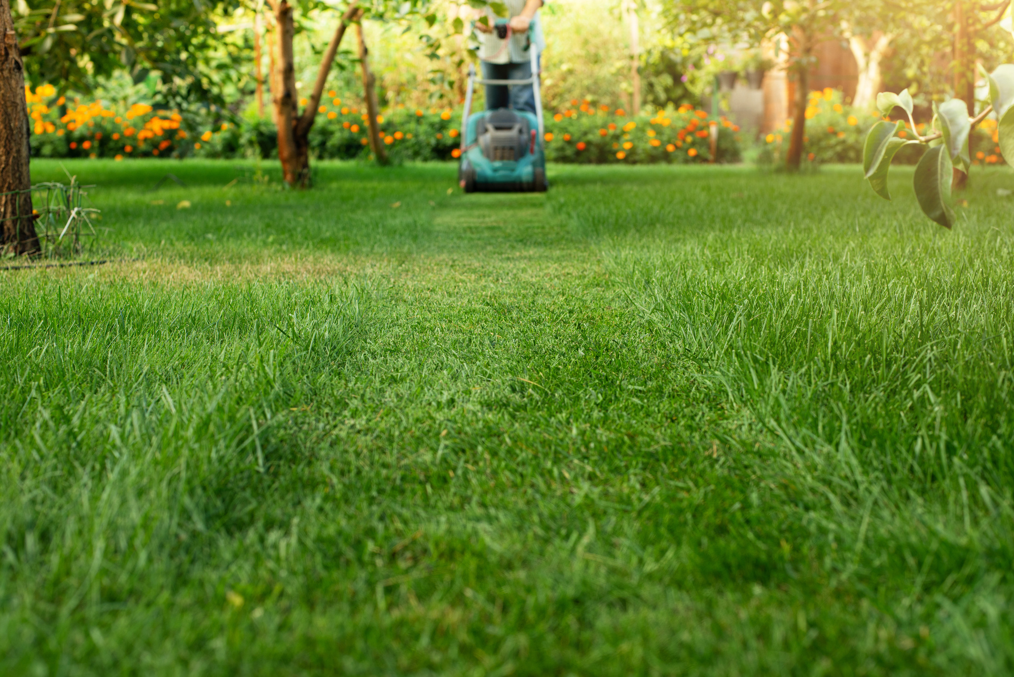 Entretien de jardin Saint-Dié-des-Vosges